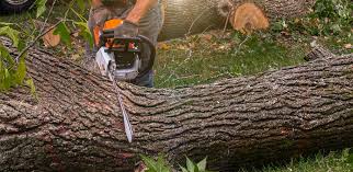 Best Storm Damage Tree Cleanup  in Pitola, CA