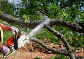 Best Tree Mulching  in Pitola, CA