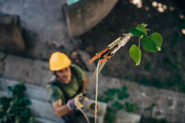 Best Hazardous Tree Removal  in Pitola, CA