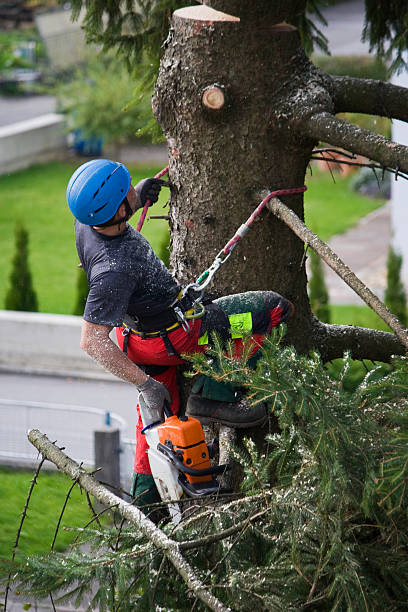 Best Tree Cabling and Bracing  in Pitola, CA